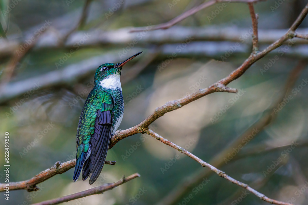 Fototapeta premium A small hummingbird perched on a tree branch