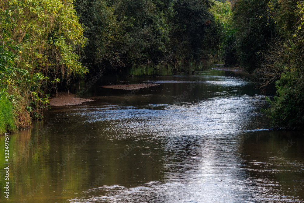 A river flowing thru the rainforest in an urban park A river flowing thru the rainforest in an urban park