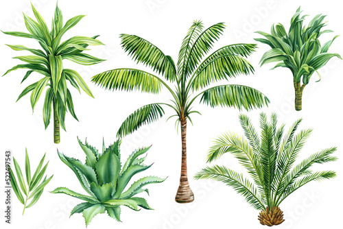 Palm trees, Dracaena, aloe, tropical plants set on isolated white background, Botanical Watercolor illustration