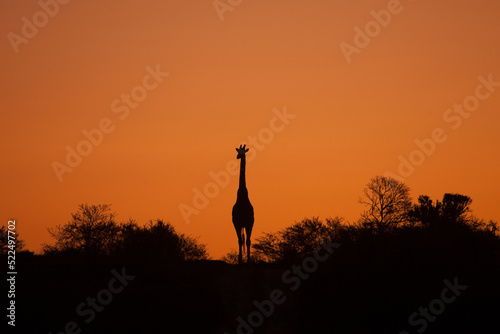 silhouette of a giraffe