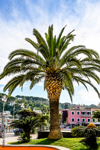 Porto Azzurro  Hafen  Palmen  Boote  Segelschiffe  Altstadt  Ferienort  Insel  Elba  Hafen  Festung  Sommer  Toskana  Toskanischer Archipel  Italien