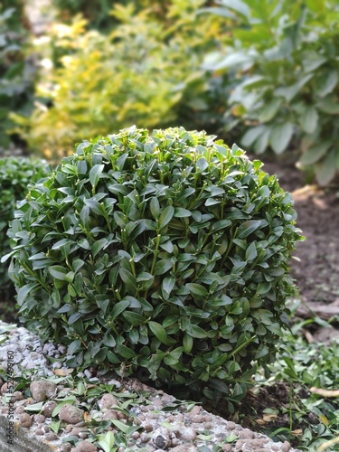 A beautiful boxwood bush in the garden, a haircut in the shape of a circle, a ball. Formation of a young boxwood bush Búxus