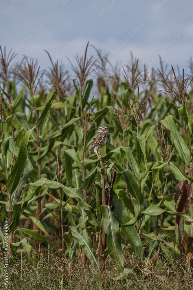 corn field and a owl corn field and a owl