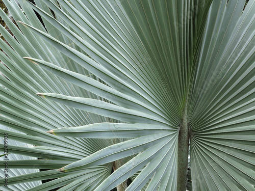 Fotografia leaf of Bismarck palm ( Bismarckia nobilis )