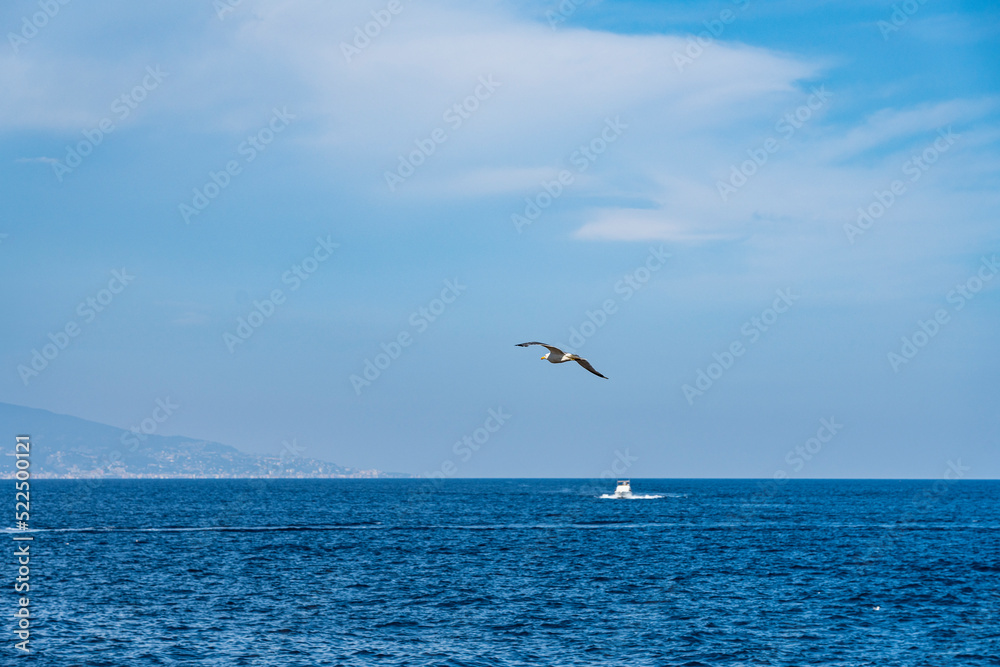 Sea-gull flying above the Mediterranean Sea of Menton, a beautiful French city in the South Sea-gull flying above the Mediterranean Sea of Menton, a beautiful French city in the South