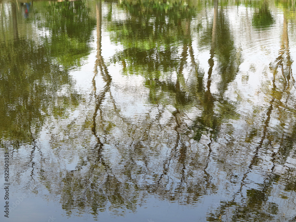 Obraz premium abstract reflection of tree on water in the park, natural backgroun