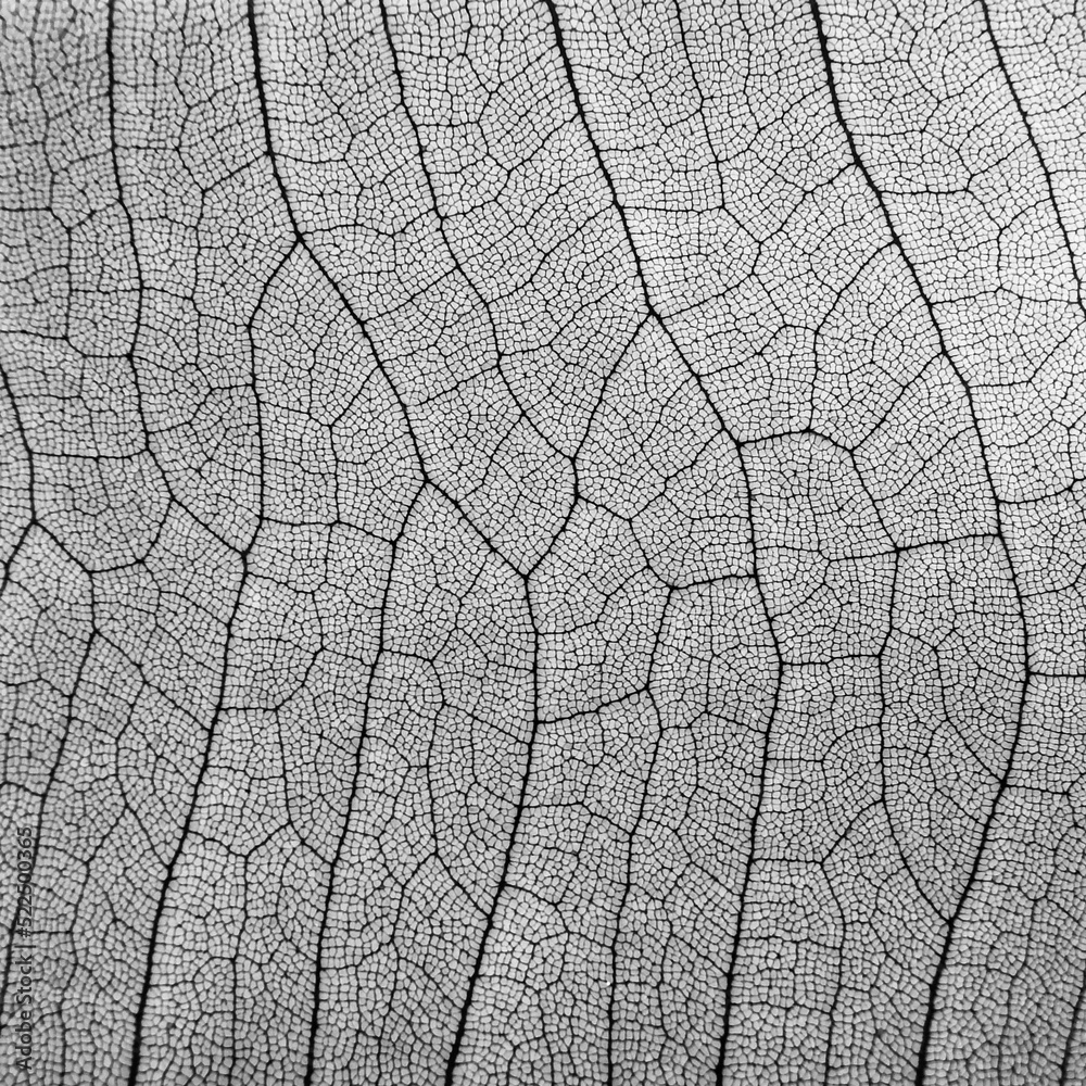 abstract background, vein of leaf texture black and white style