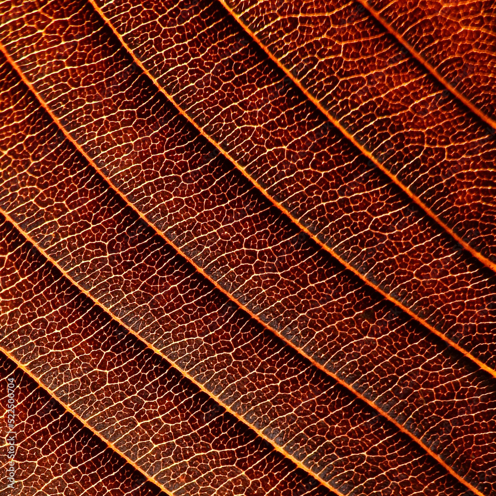 Obraz premium close up vein brown leaf texture of Elephant apple (Dillenia indica)