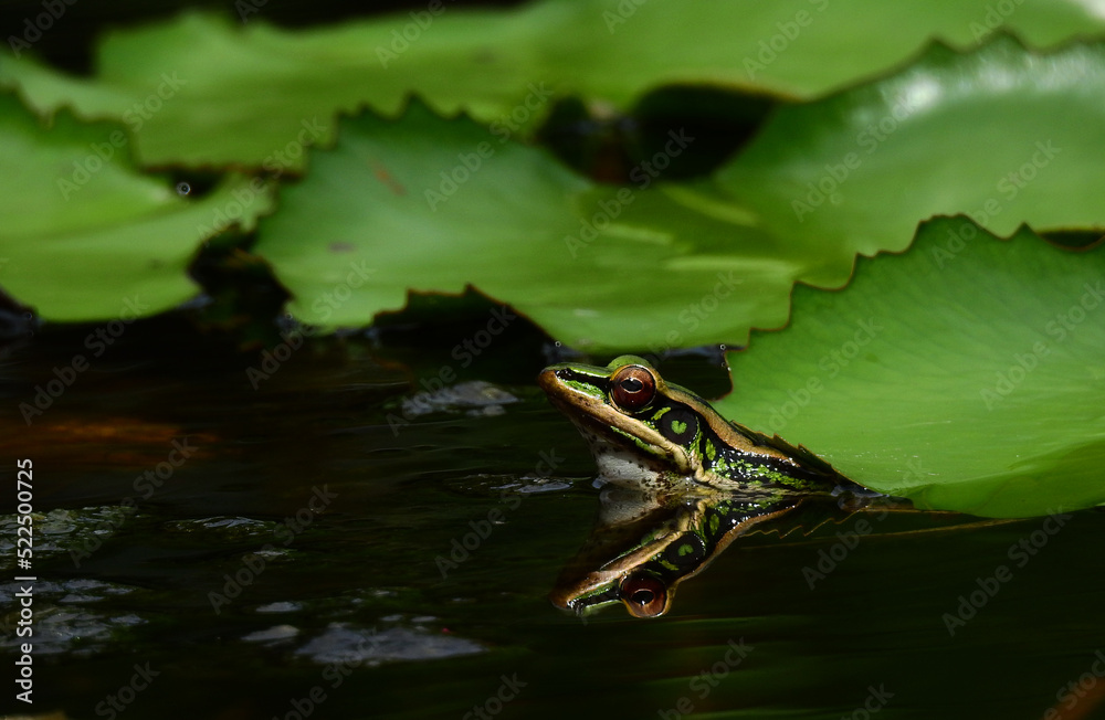 Green paddy frog ( Hylarana erythraea ) on lotus leaf in the pond