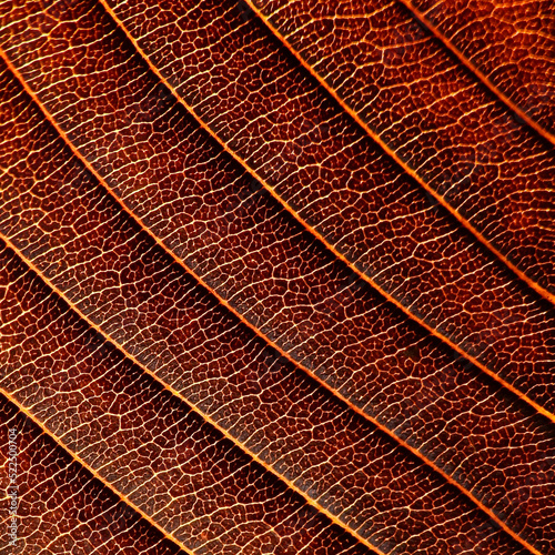 close up vein brown leaf texture of Elephant apple (Dillenia indica) photo