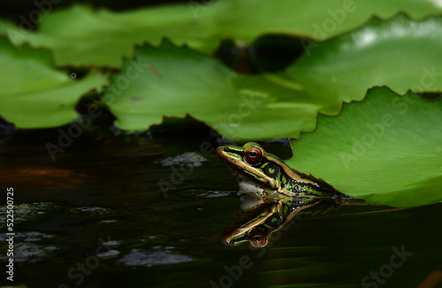 Green paddy frog ( Hylarana erythraea ) on lotus leaf in the pond