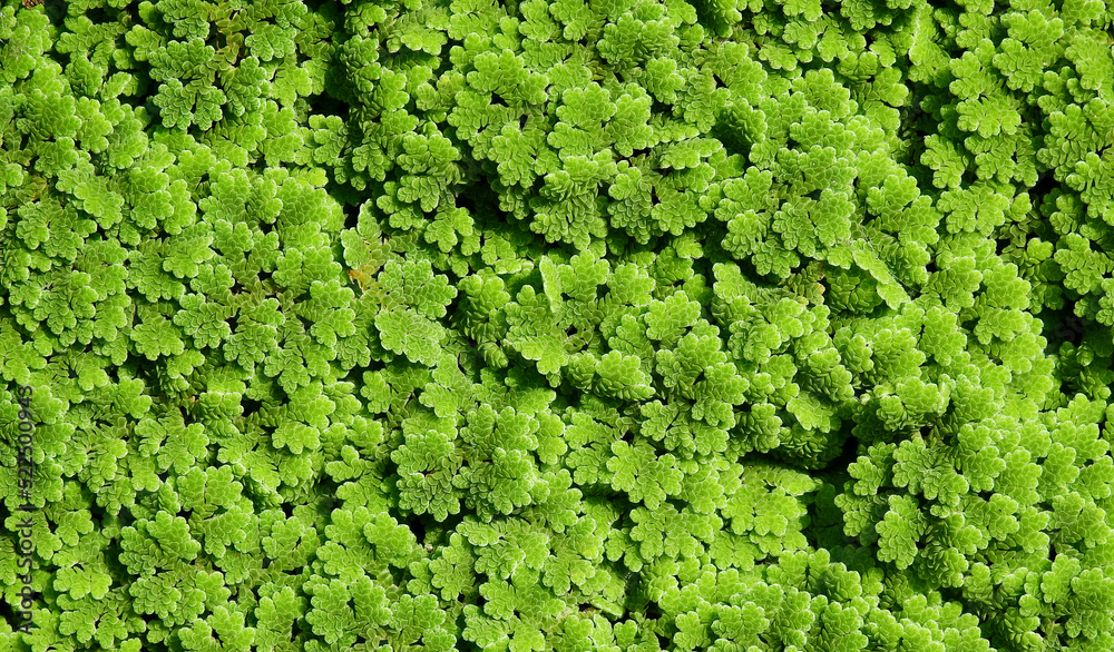 green mosquito fern ( Azolla ) texture, aquatic plant cover the water surface