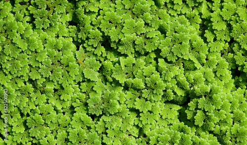Obraz na plátně green mosquito fern ( Azolla ) texture, aquatic plant cover the water surface