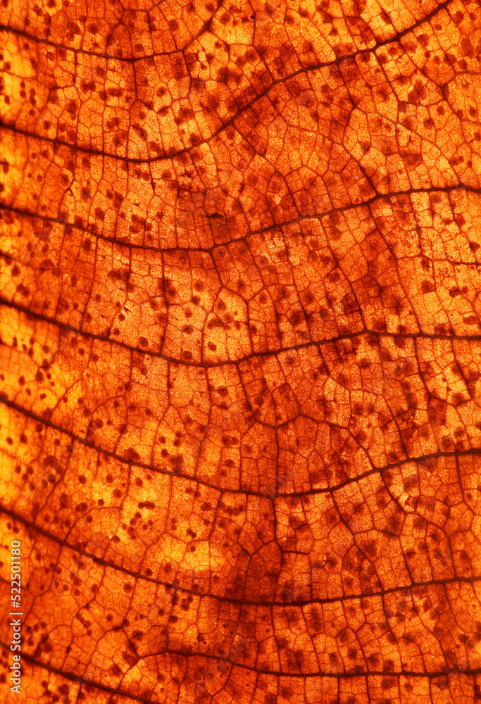 Obraz premium macro shot dry autumn leaf texture ( teak leaf )