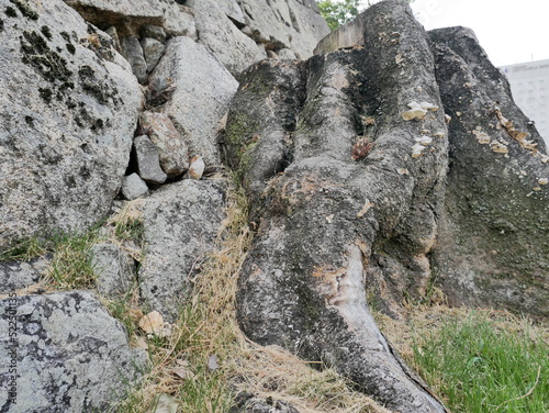 切り株と石垣 stump&stone wall