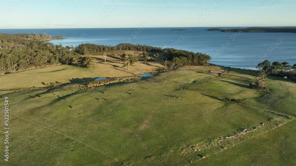 Cattle ranch next to the beach, with organic, regenerative, sustainable agriculture farm producing stud wagyu beef cows. cattle grazing in a paddock. cow in a field on a ranch Cattle ranch next to the beach, with organic, regenerative, sustainable agriculture farm producing stud wagyu beef cows. cattle grazing in a paddock. cow in a field on a ranch