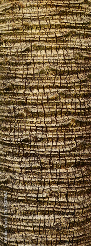palm tree bark of trunk texture