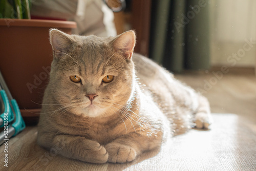 A grey British cat is lying on the floor