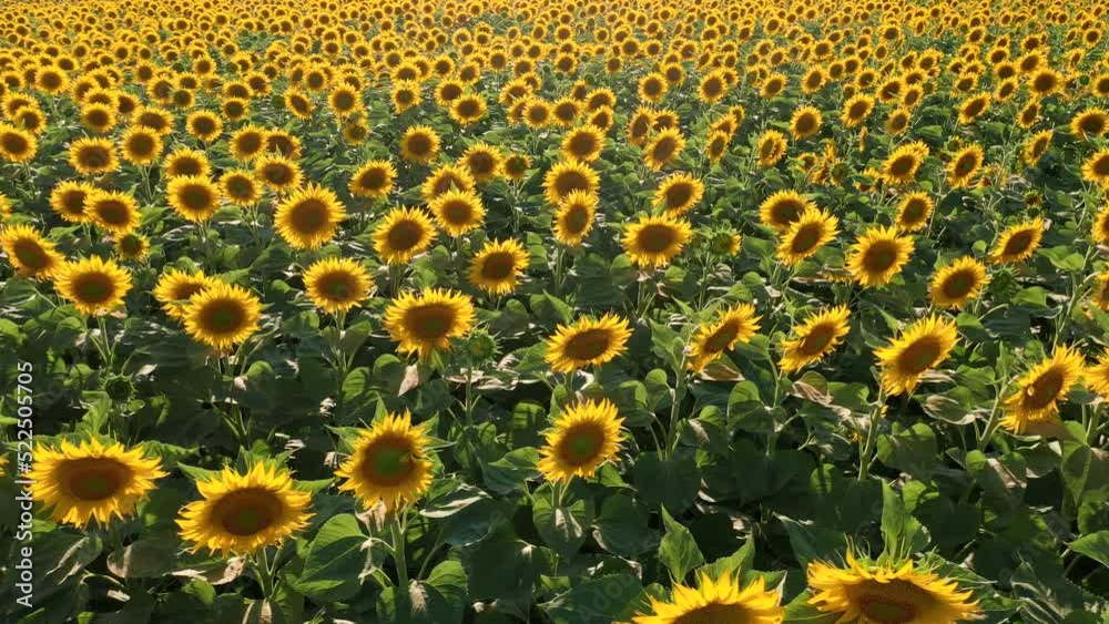 Balatonfuzfo, Hungary - 4K drone video of a sunflower field on a warm sunny day. Aerial view of sunflowers with slow camera movement sideways across an agriculture sunflower crop field Balatonfuzfo, Hungary - 4K drone video of a sunflower field on a warm sunny day. Aerial view of sunflowers with slow camera movement sideways across an agriculture sunflower crop field