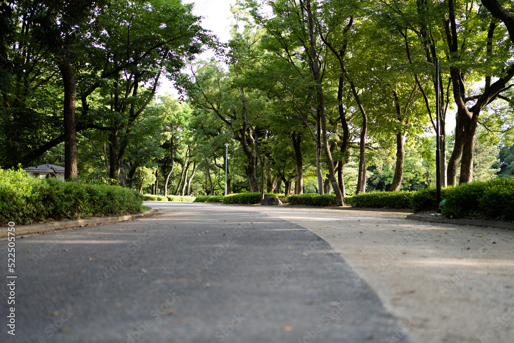 緑と道路