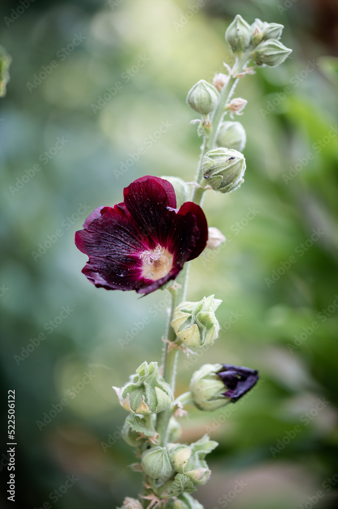 Blühende dunkelrote Stockrose