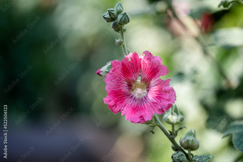 Blühende rosa Stockrose