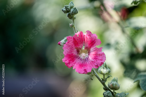 Obraz na płótnie Blühende rosa Stockrose w salonie
