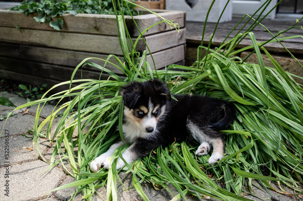 husky welpe auf grünen Blättern liegend