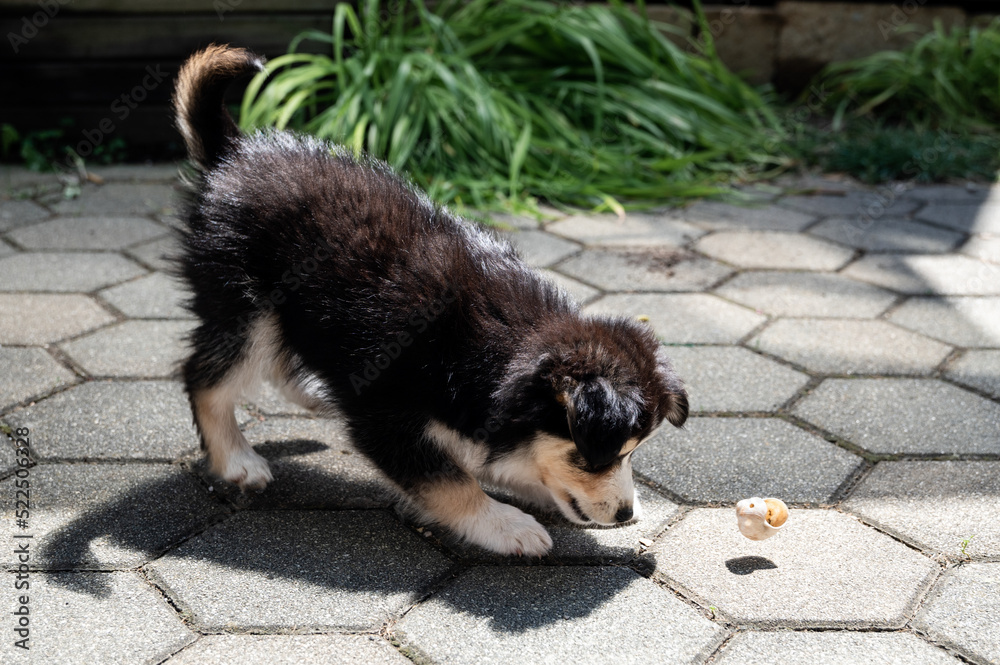Husky Welpe spielt mit Schneckenhaus