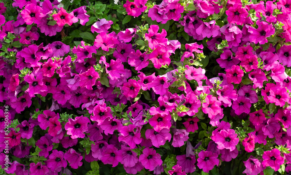 Beautiful background of purple petunias close-up. Landscaping, gardening Beautiful background of purple petunias close-up. Landscaping, gardening