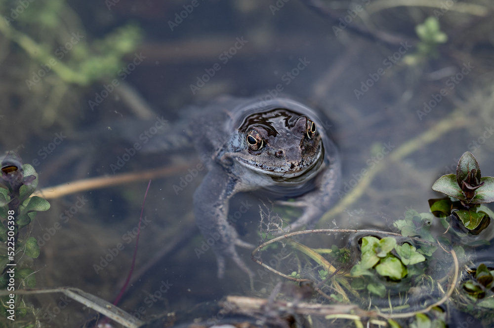 Frosch auftauchen in Teich