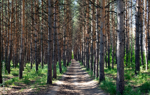 A path going into the distance in a pine coniferous forest on a sunny summer day