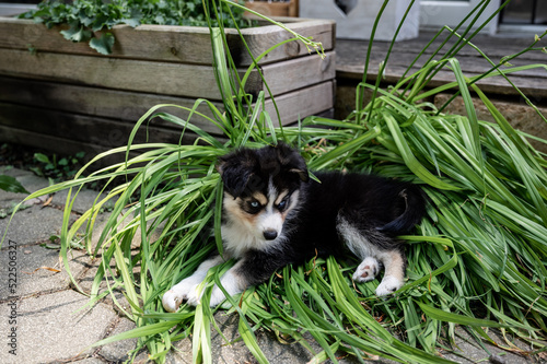 Obraz na płótnie husky welpe auf grünen Blättern liegend w salonie