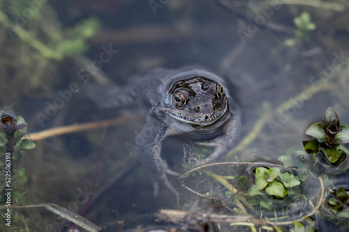 Obraz na płótnie Frosch auftauchen in Teich w salonie