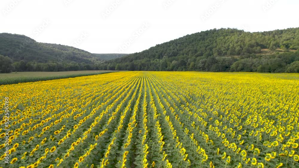 Countryside landscape and panoramic view with blooming yellow sunflower flowers Countryside landscape and panoramic view with blooming yellow sunflower flowers