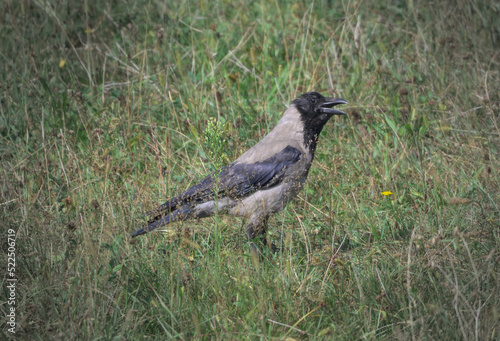 Crow in Field