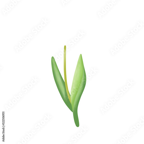 Tulip stem and leaf watercolor