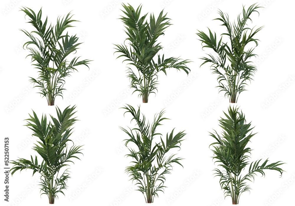 palm on transparent background palm on transparent background