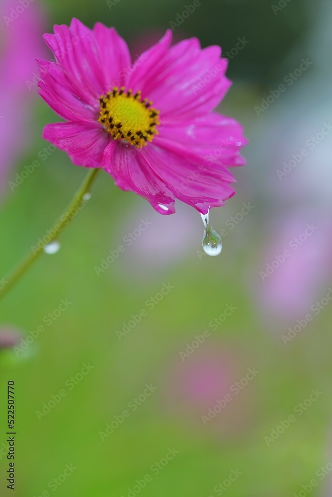 Fototapeta premium 雨雫とコスモス
