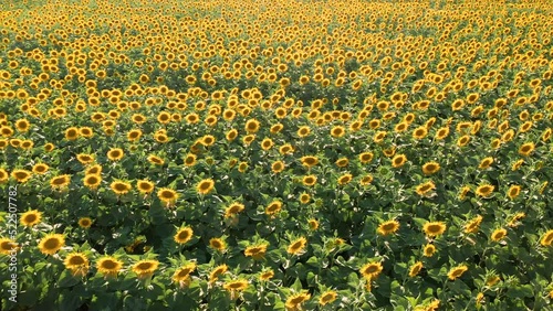 Balatonfuzfo, Hungary - 4K drone video of a sunflower field on a warm sunny day. Flying high over sunflowers with slow camera movement sideways across an agriculture sunflower crop field photo