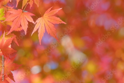 美しき日本の紅葉