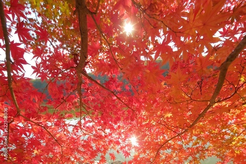 赤色に染まる秋
