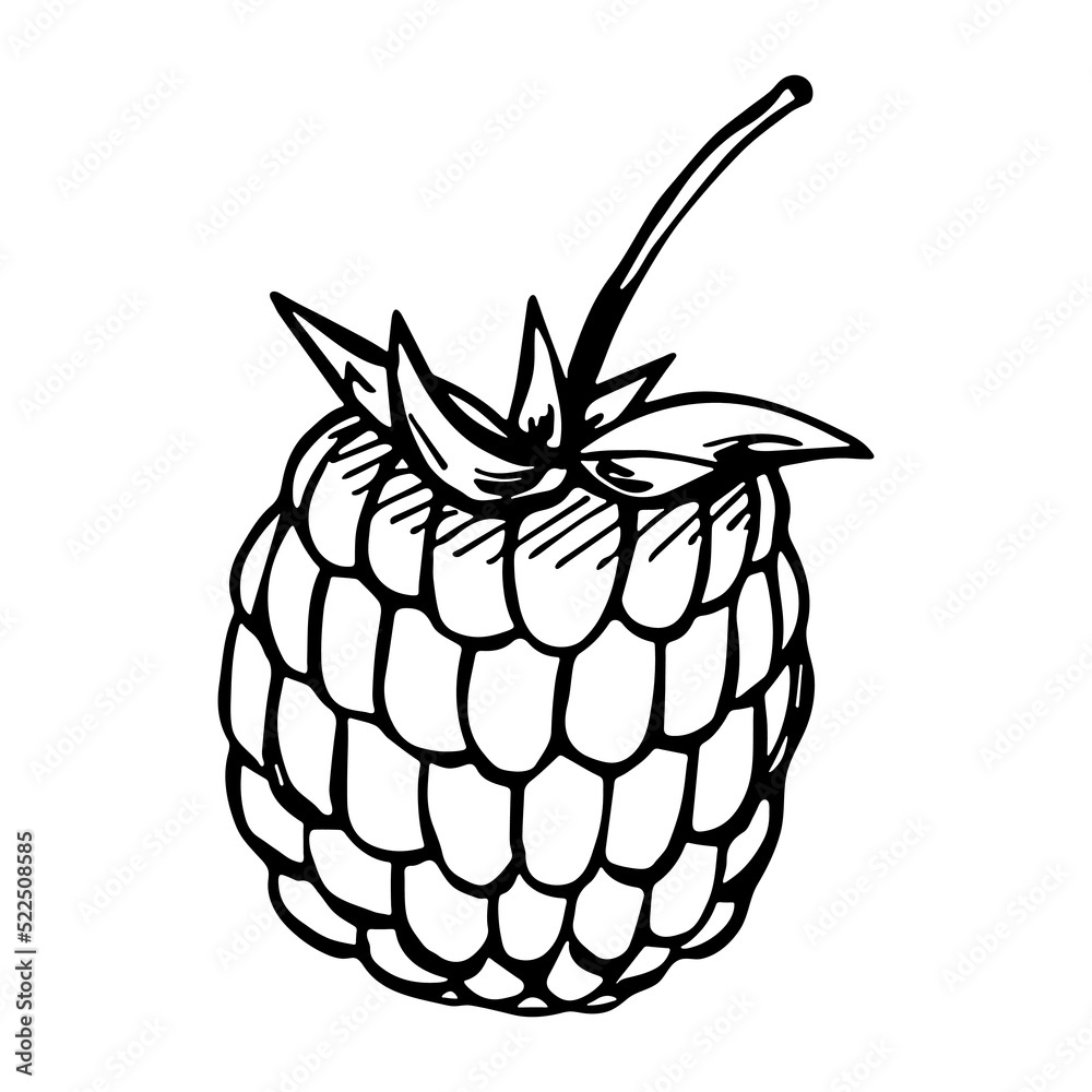 Vector raspberry clipart. Hand drawn berry icon. Fruit illustration. For print, web, design, decor, logo. Vector raspberry clipart. Hand drawn berry icon. Fruit illustration. For print, web, design, decor, logo.