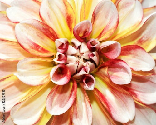 Beautiful dahlia flower extremely close up