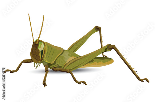 grasshopper on white background vector design