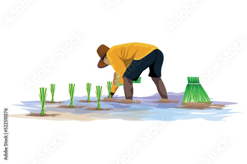 farmer transplant rice seeding vector design