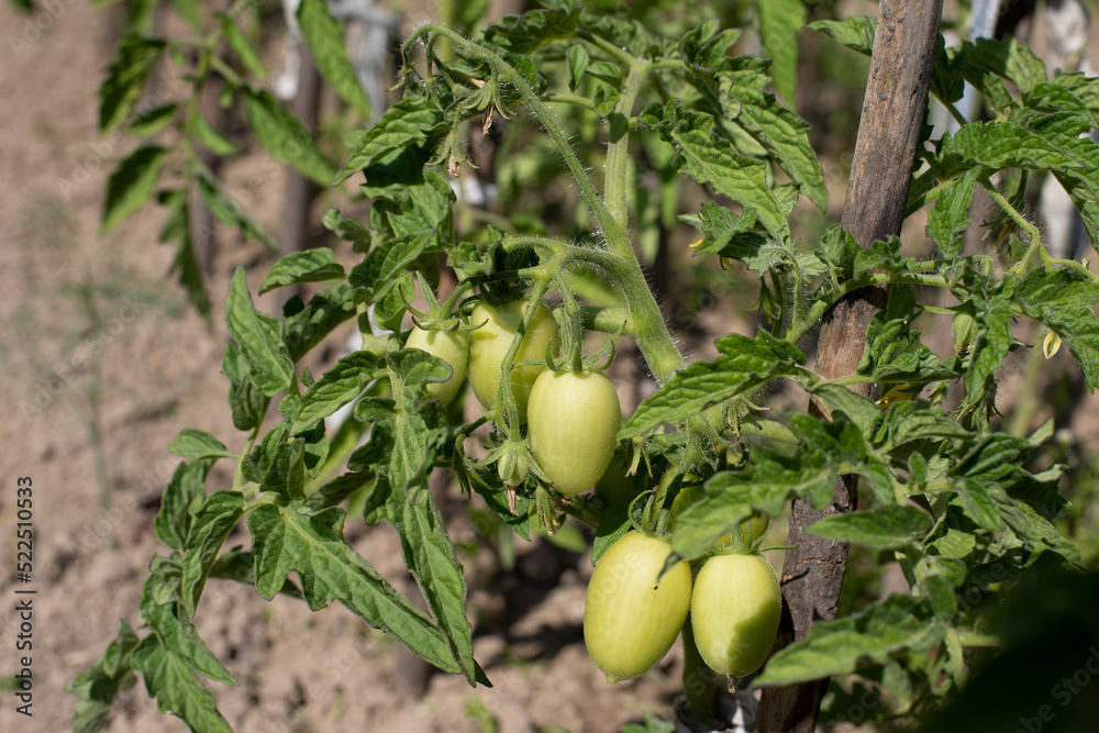 Fototapeta premium Green tomato horizontal photography, unripe tomato fruit