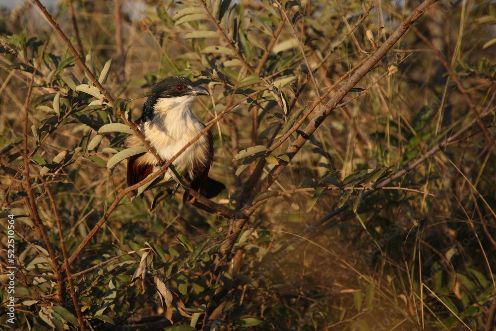 Tiputip / Burchell's coucal / Centropus superciliosus. Tiputip / Burchell's coucal / Centropus superciliosus.