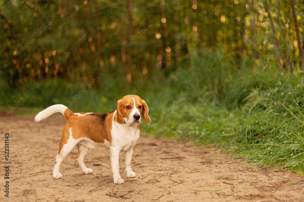 English Beagle standing on country road in forest English Beagle standing on country road in forest