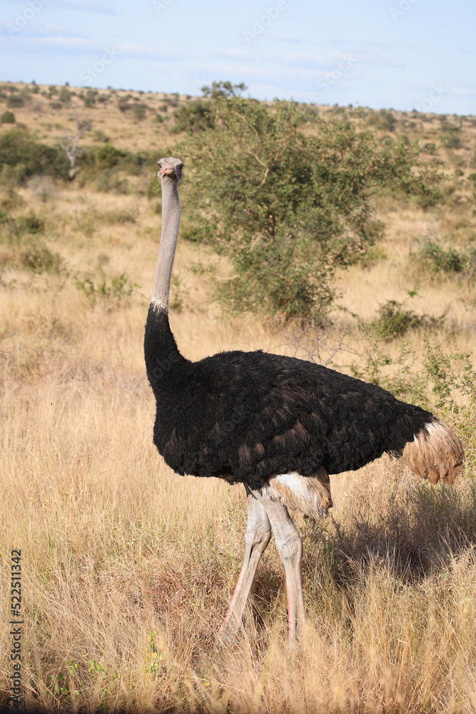 Naklejka premium Strauß / Ostrich / Struthio camelus